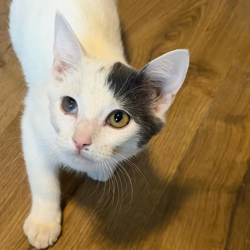 A baby small-sized male American Shorthair cat named Jackie Robinson for adoption in mount vernon, AR