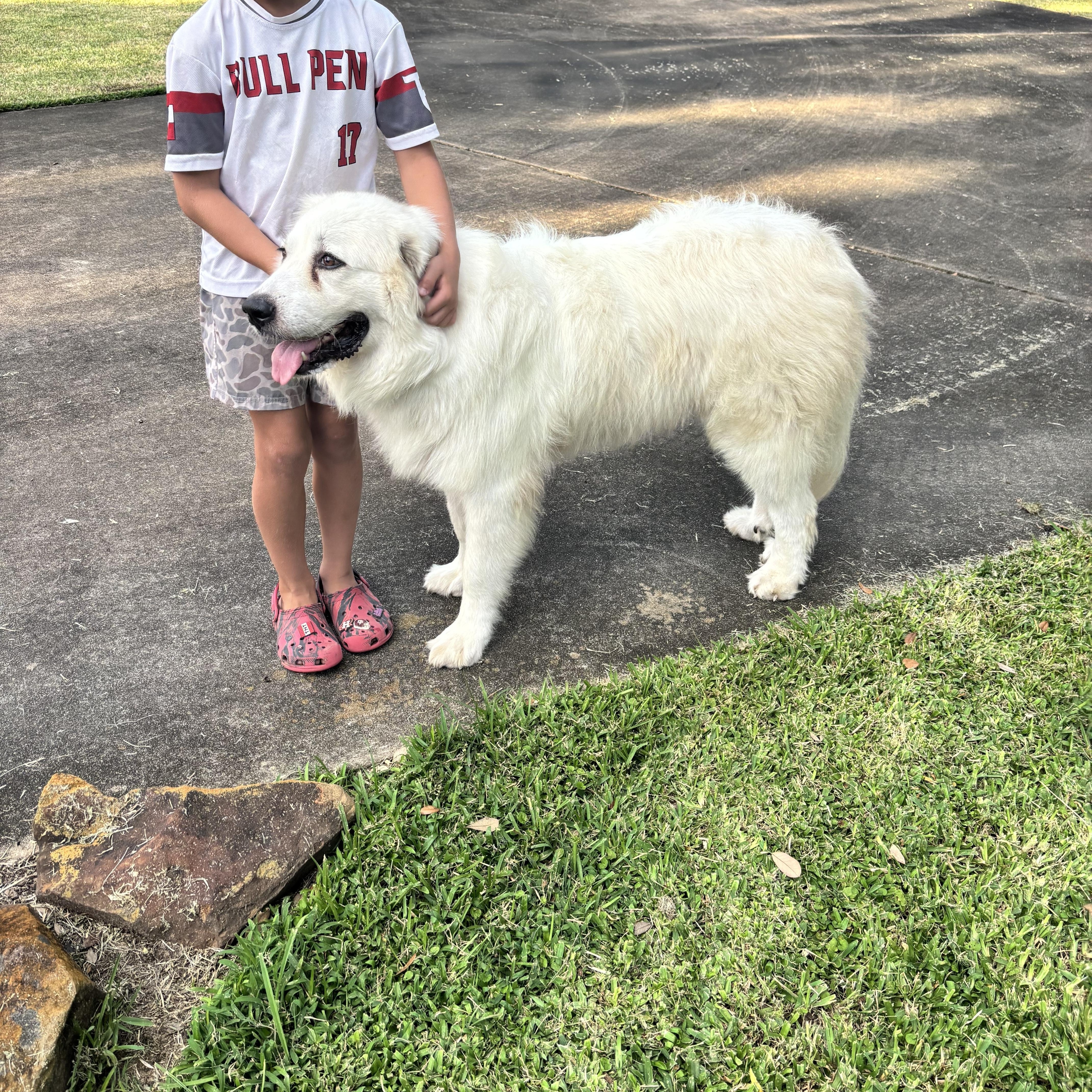 A young extra large-sized female White / Cream Great Pyrenees dog named OLLIE KAY Loyal for adoption in Houston, TX