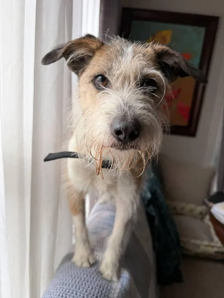 A senior small-sized female Parson Russell Terrier dog named Lucille for adoption in LA GRANGE PARK, IL