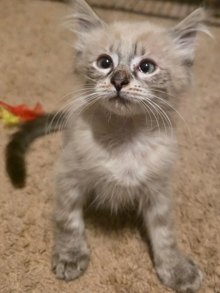 A baby medium-sized male Balinese cat named Bambi for adoption in Chillicothe, OH