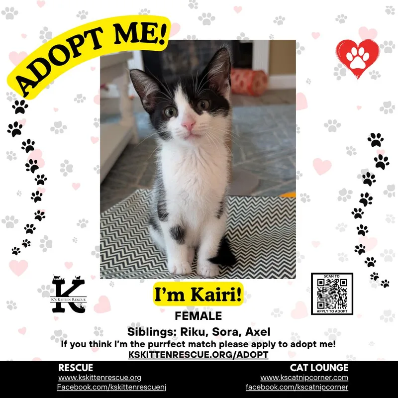 A baby medium-sized female Domestic Short Hair cat named Kairi for adoption in Brick, NJ