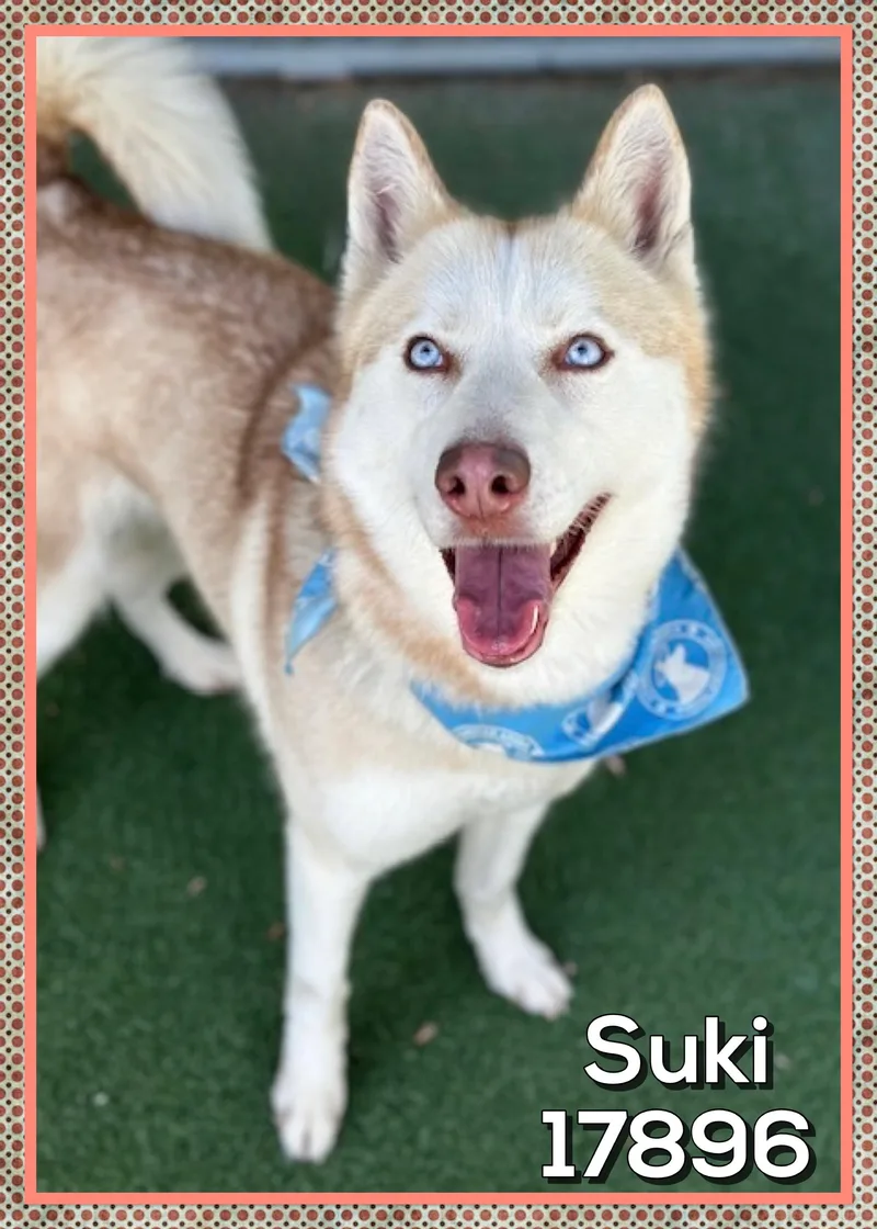 Suki thumbnail 4