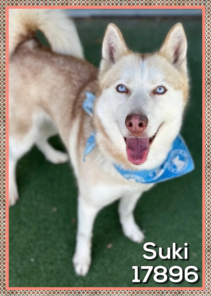 Suki