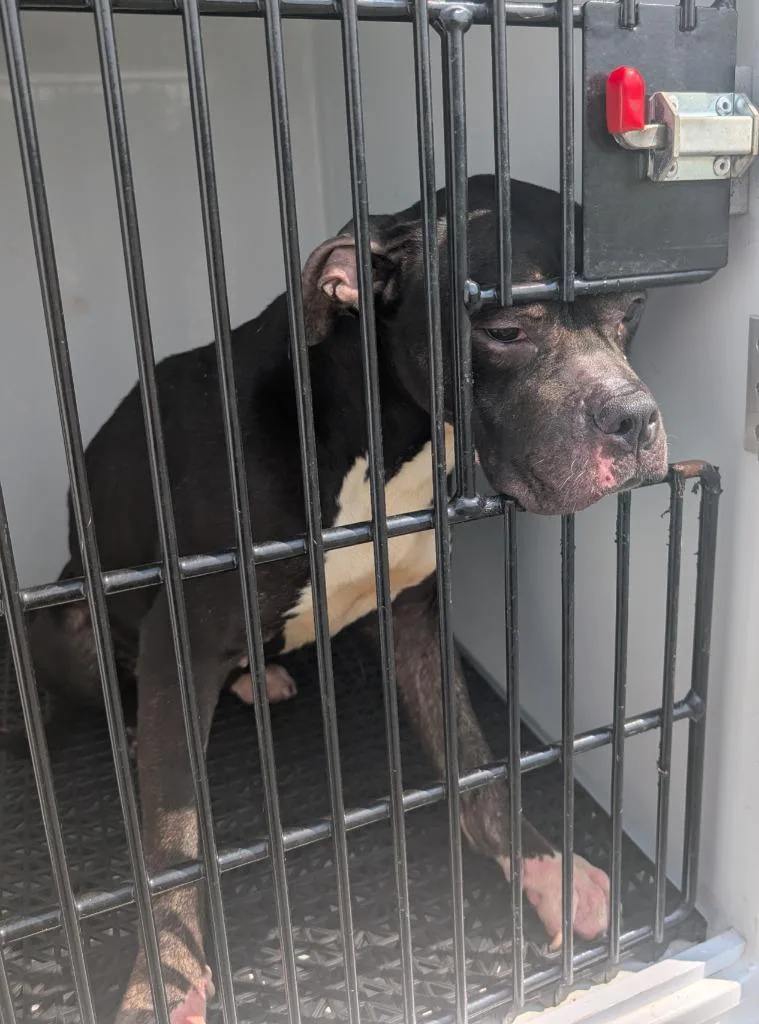 A young medium-sized female Pit Bull Terrier dog named Rosanne for adoption in Vineland, NJ