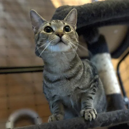 A baby small-sized male Tabby (Brown / Chocolate) Tabby cat named Jedi for adoption in Knoxville, TN