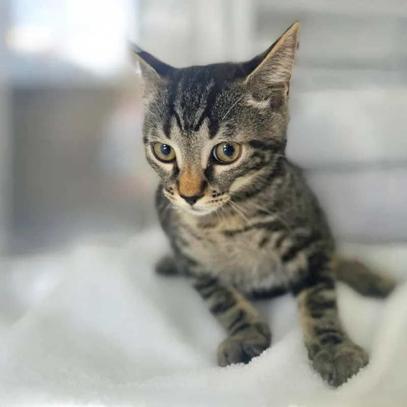 A baby small-sized male Brown / Chocolate Domestic Short Hair cat named Rocky for adoption in Chapel Hill, NC