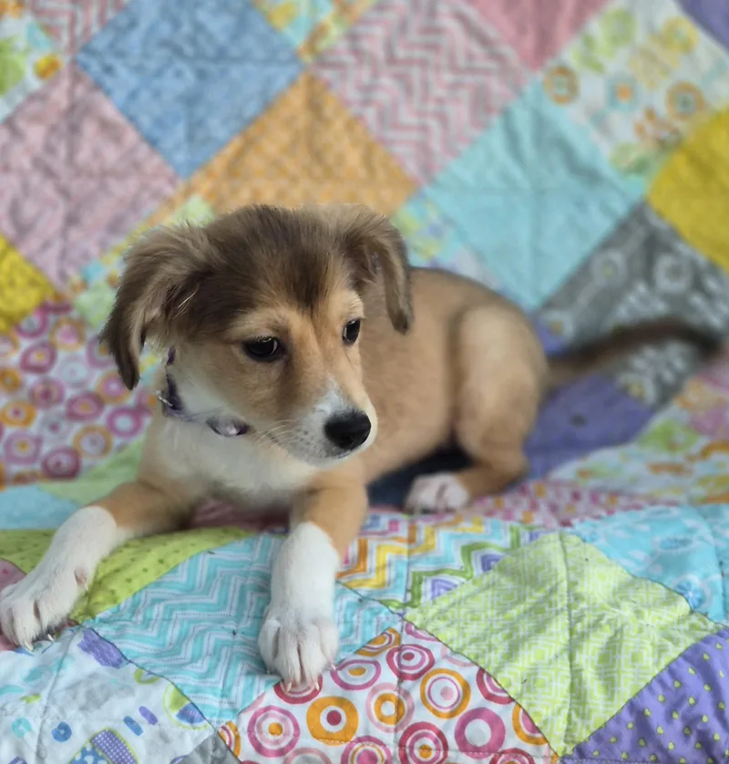 Penelope