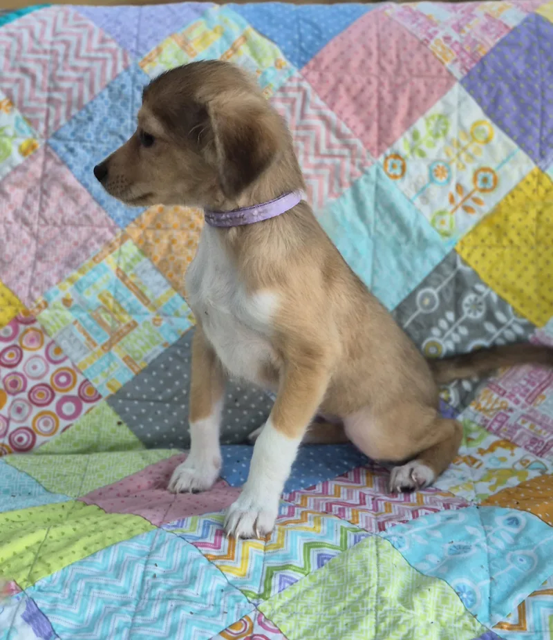 Penelope thumbnail 2