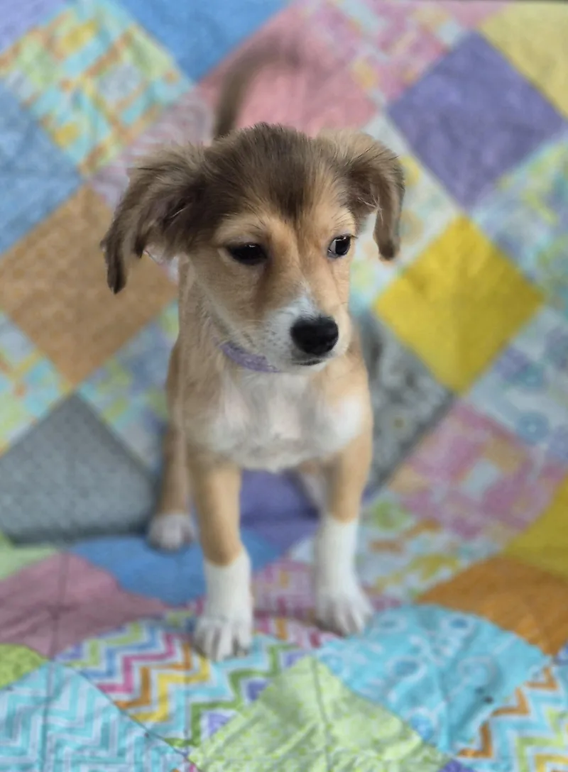 Penelope thumbnail 4