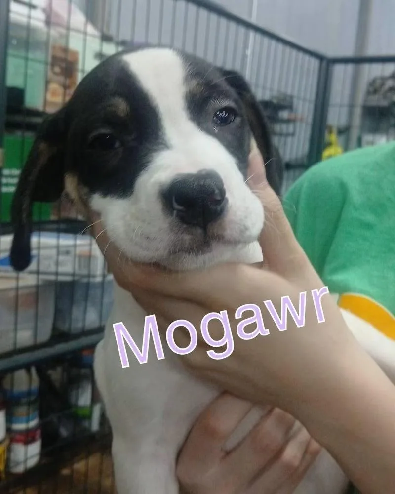 A baby medium-sized male Tricolor (Brown, Black, & White) Mixed Breed dog named Morgawr for adoption in Evansville, IN