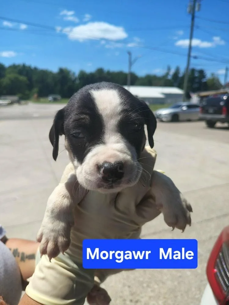 Morgawr thumbnail 2
