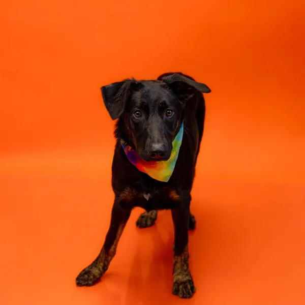 A young large-sized female Labrador Retriever dog named Pen  Brandy for adoption in Lawrenceville, GA
