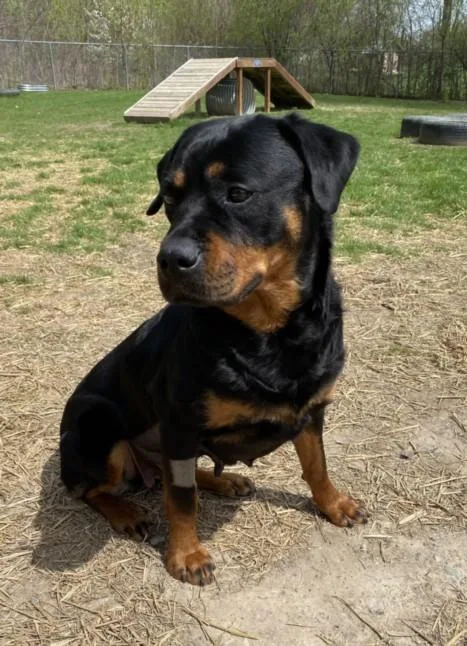 An adult large-sized female Rottweiler dog named Ladybug for adoption in Clinton Township, MI