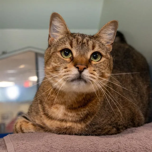 An adult medium-sized female Domestic Short Hair cat named Luna for adoption in Methuen, MA