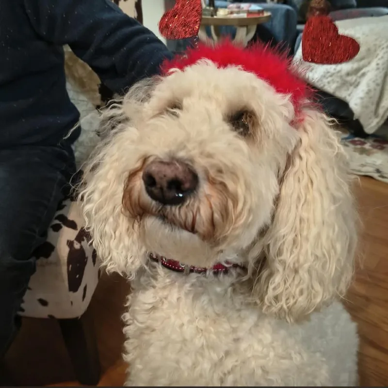 A senior medium-sized female Poodle dog named Baby for adoption in Waynesville, NC