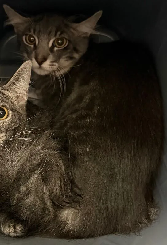 A young medium-sized male Tabby (Gray / Blue / Silver) Domestic Medium Hair cat named Yacht for adoption in Katy, TX