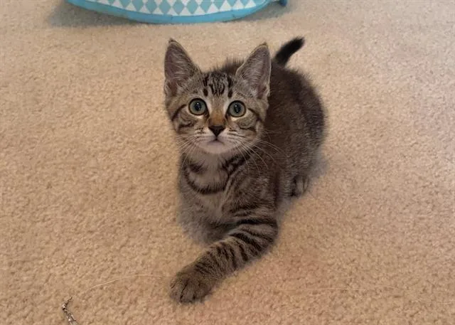 A baby small-sized female Domestic Short Hair cat named Olive for adoption in Charlotte, NC
