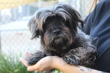 An adult medium-sized female Yorkshire Terrier dog named Gabby for adoption in Brunswick, GA