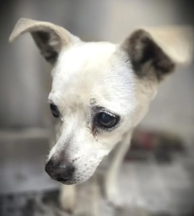A senior small-sized male Chihuahua dog named Pebble for adoption in Los Angeles, CA