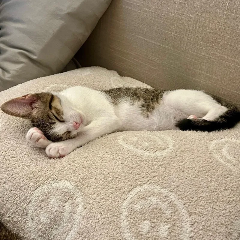 A baby small-sized female Tabby (Leopard / Spotted) Tabby cat named Chiqui for adoption in Miami, FL