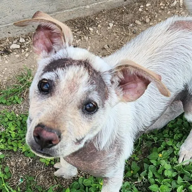 A baby medium-sized male Apricot / Beige Australian Cattle Dog / Blue Heeler dog named Marv Jum for adoption in Austin, TX