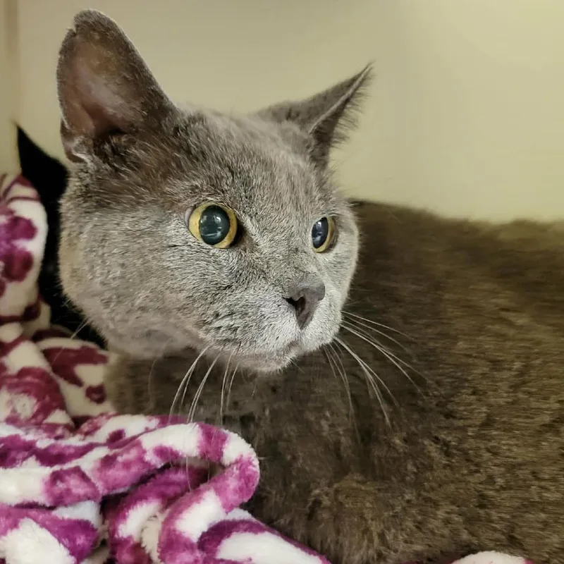 A senior large-sized male Gray / Blue / Silver Domestic Short Hair cat named Charlie for adoption in Columbia, MO
