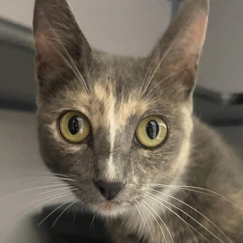 A young medium-sized female Calico Domestic Short Hair cat named Astrid for adoption in Sheridan, WY