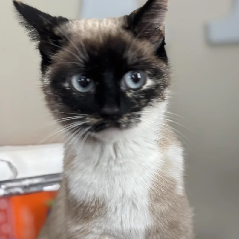 A young medium-sized female Siamese cat named Mochi for adoption in Melrose, MA