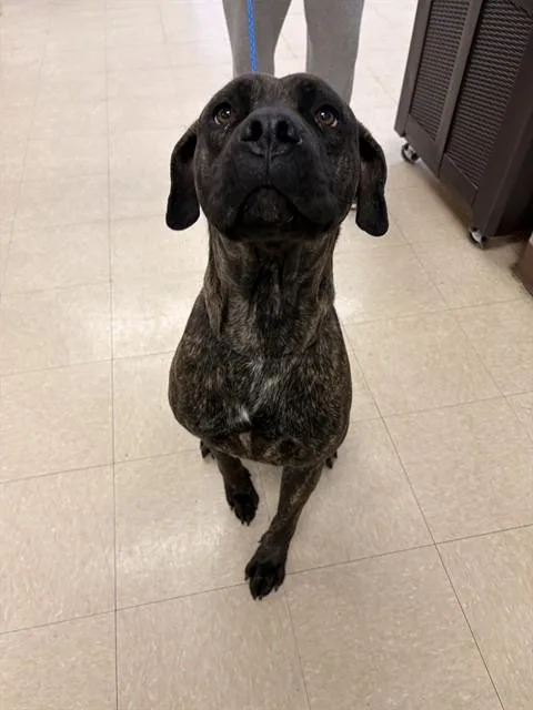 An adult large-sized male Cane Corso dog named Mylo for adoption in Killeen, TX