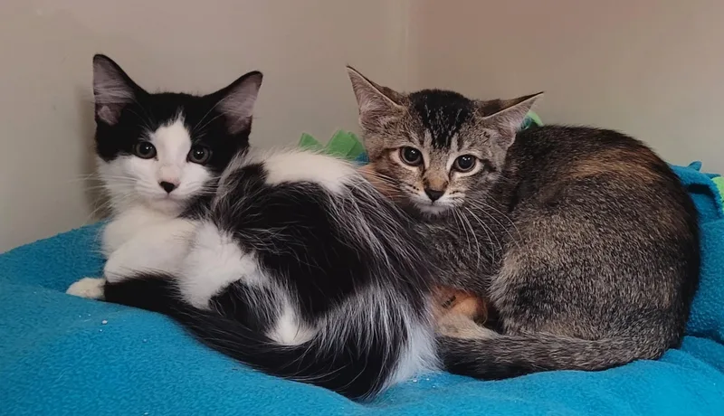 A baby medium-sized male Black & White / Tuxedo Domestic Medium Hair cat named Diego for adoption in Tomah, WI