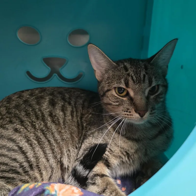 A young medium-sized female Domestic Short Hair cat named Cricket for adoption in Oshkosh, WI