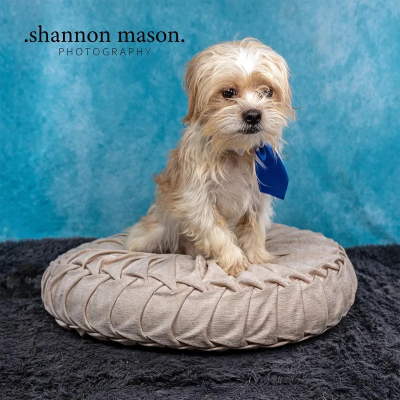 A young small-sized male Terrier dog named Ollie for adoption in Las Vegas, NV