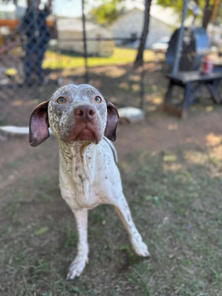 An adult medium-sized female Brown / Chocolate German Shorthaired Pointer dog named Princess Bubblegum for adoption in Winnsboro, SC