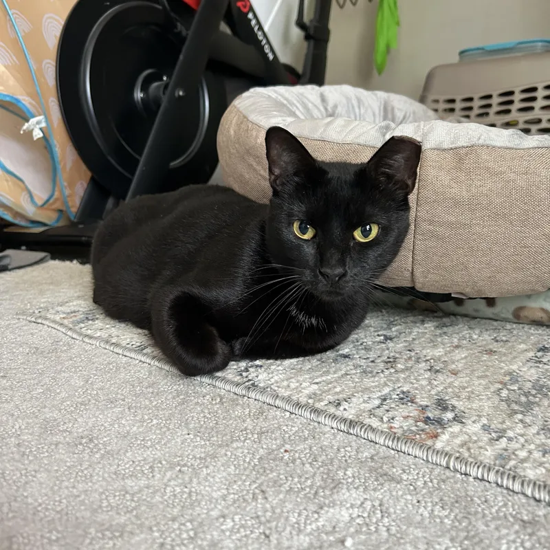 An adult large-sized female Domestic Short Hair cat named Tofu for adoption in Houston, TX