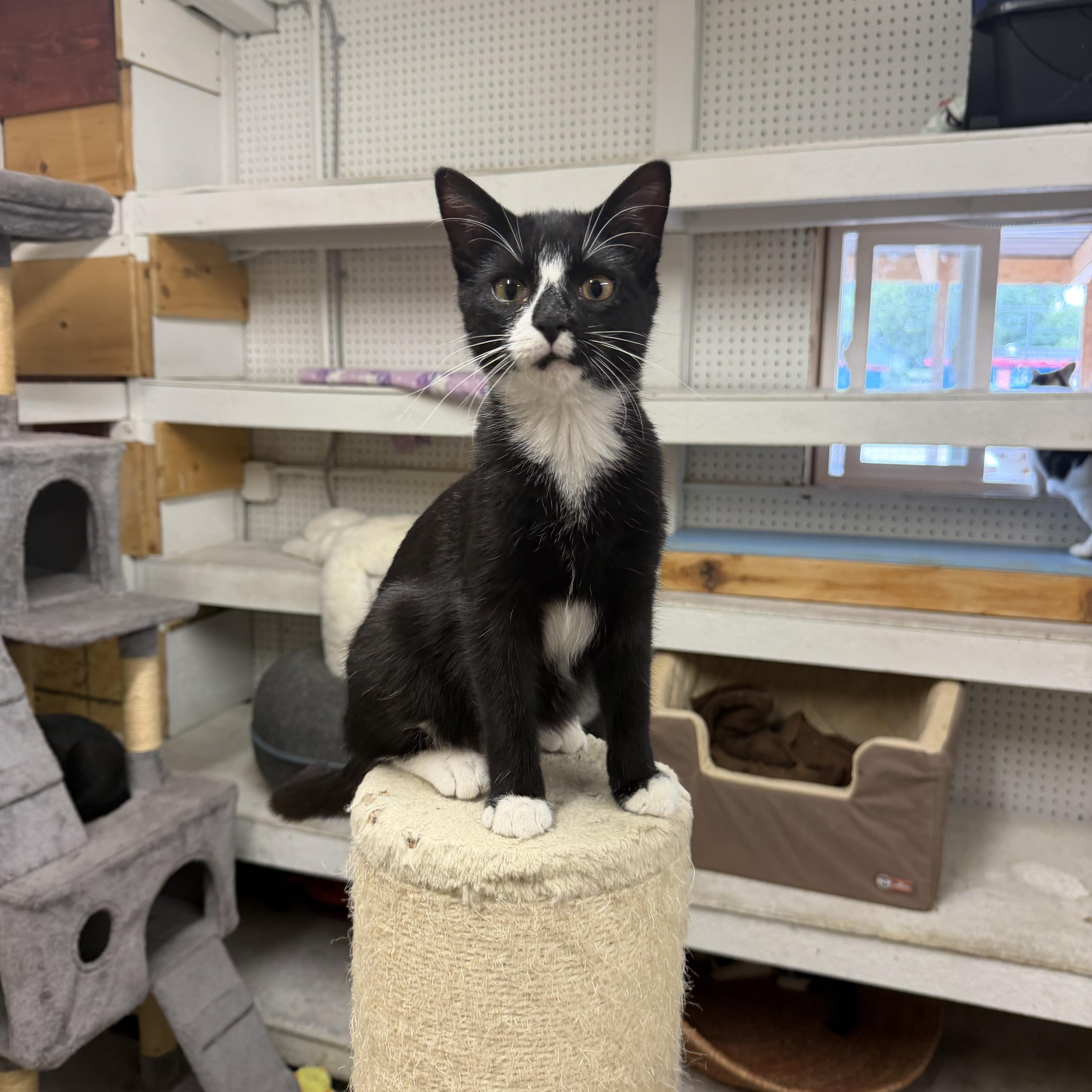 A young small-sized male Tuxedo cat named Meatball for adoption in Mauston, WI