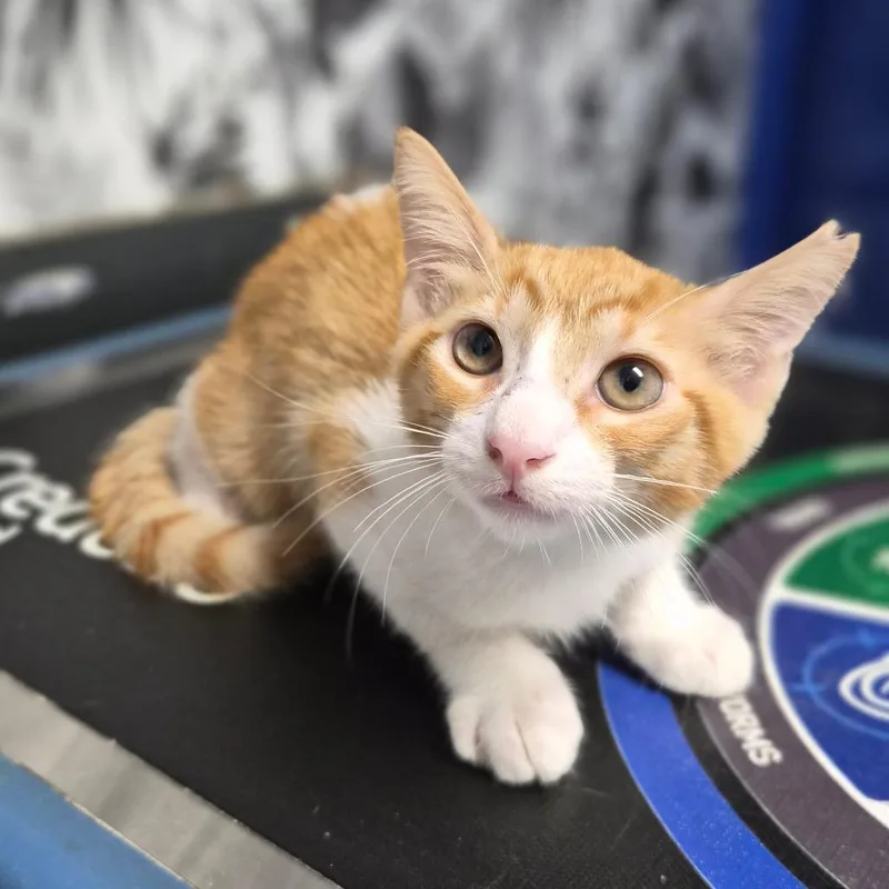 A baby small-sized male Orange / Red Domestic Short Hair cat named Lester for adoption in Wahiawa, HI