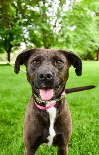 An adult medium-sized female Retriever dog named Lizzette for adoption in Yakima, WA