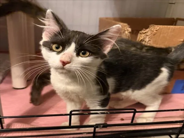 A baby small-sized male Domestic Short Hair cat named Skip for adoption in Woodland, CA