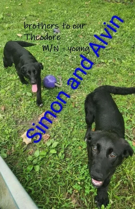 A young medium-sized male Black Labrador Retriever dog named Simon  arriving Saturday for adoption in Chardon, OH