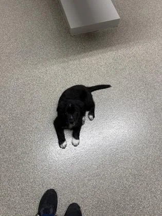 A baby small-sized male Golden Retriever dog named Rio for adoption in Pequot Lakes, MN
