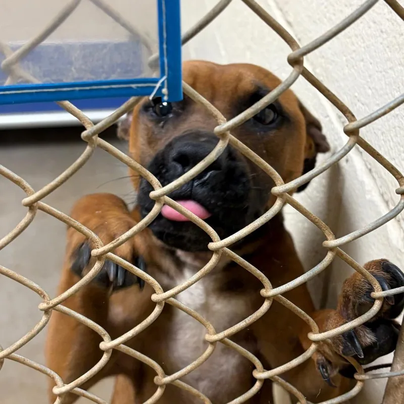 An adult medium-sized male Brown / Chocolate Labrador Retriever dog named Buck for adoption in Palestine, TX