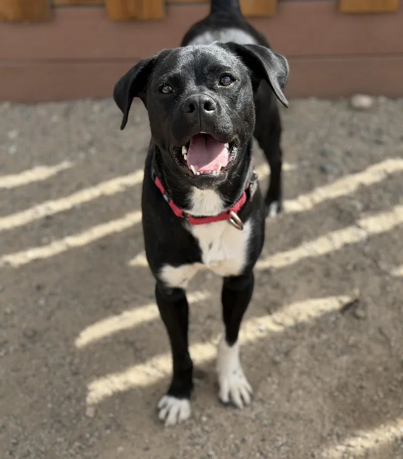 A young medium-sized male Black Mixed Breed dog named Sid for adoption in Buena Vista, CO