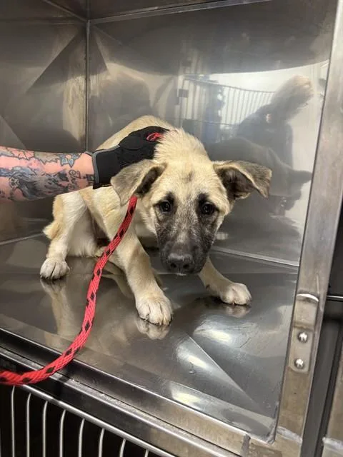 A baby small-sized female Anatolian Shepherd dog named Bean for adoption in Albuquerque, NM