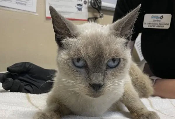 A senior medium-sized female Domestic Short Hair cat named Felicity for adoption in Oceanside, CA