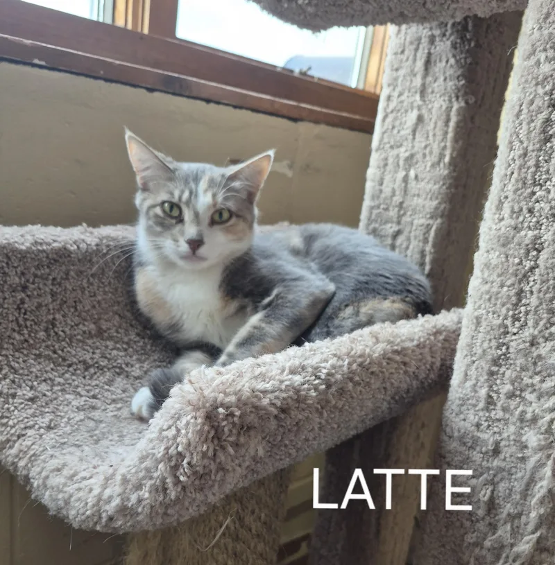 A young medium-sized female Dilute Calico Domestic Short Hair cat named Latte for adoption in Owatonna, MN