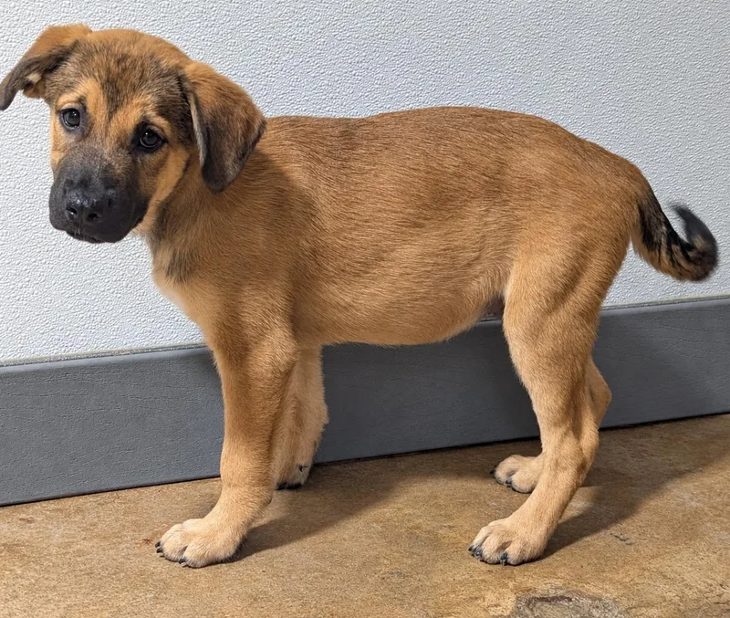 A baby medium-sized male German Shepherd Dog dog named Hades for adoption in Jackson, GA