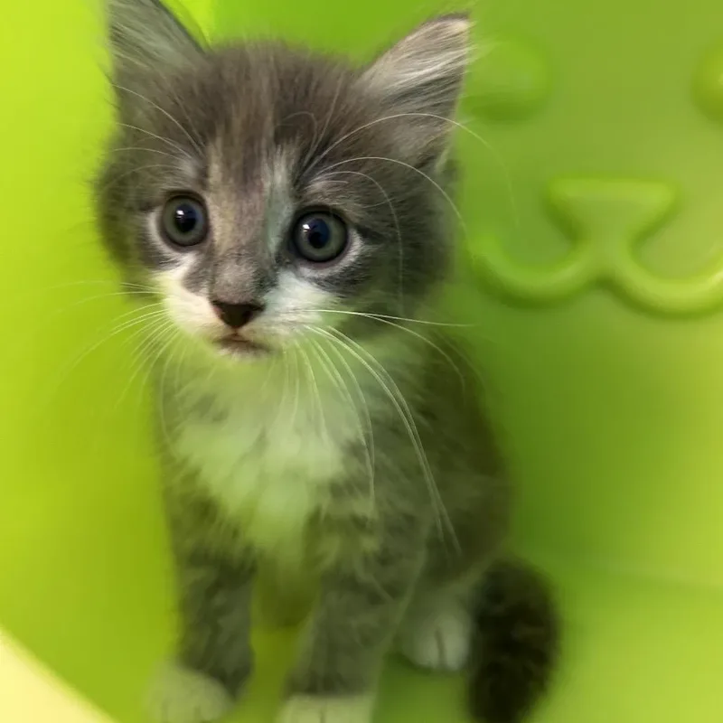 A baby small-sized male Gray / Blue / Silver Domestic Short Hair cat named Sprout for adoption in Roxboro, NC