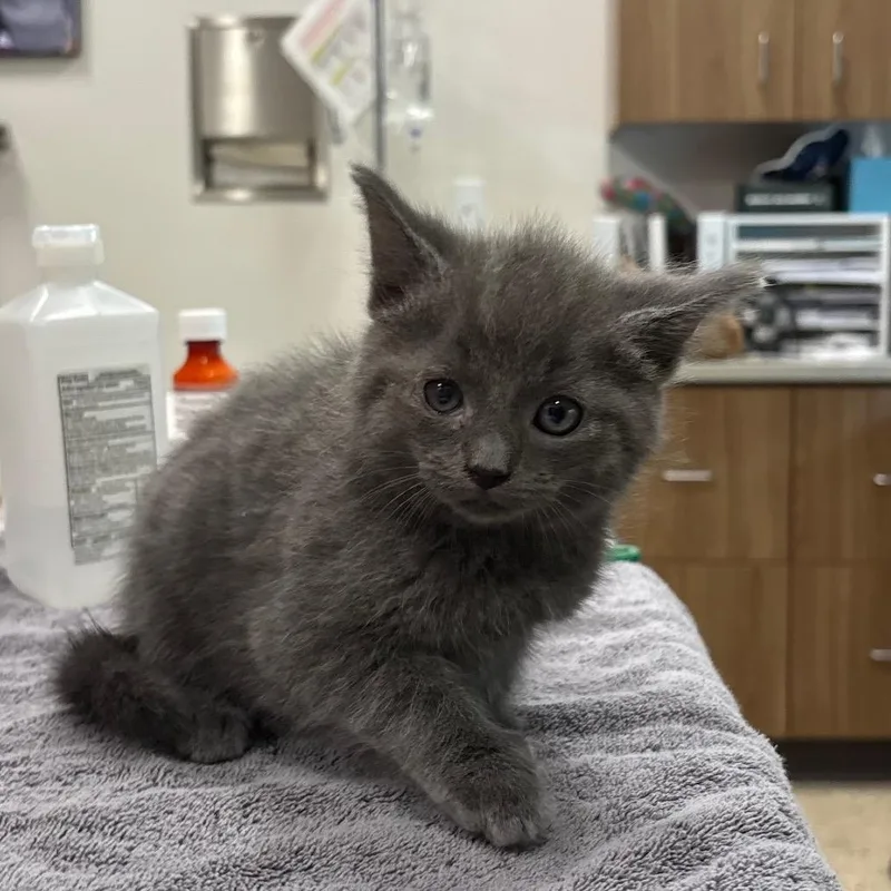A baby small-sized female Gray / Blue / Silver Domestic Short Hair cat named Kiki for adoption in Nashville, IN