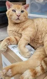 An adult medium-sized male Tabby (Orange / Red) Domestic Short Hair cat named Hot Dog for adoption in Portsmouth, OH