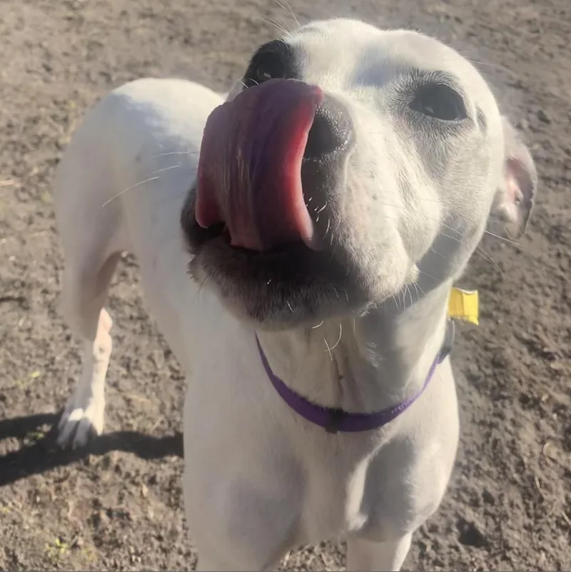 An adult medium-sized female White / Cream Mixed Breed dog named Pepper for adoption in Jacksonville, FL